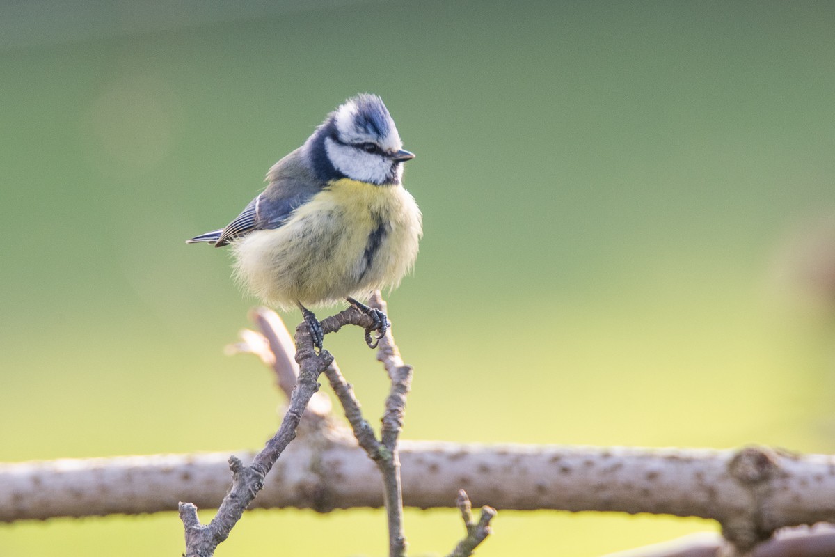 Eurasian Blue Tit - Guido Van den Troost