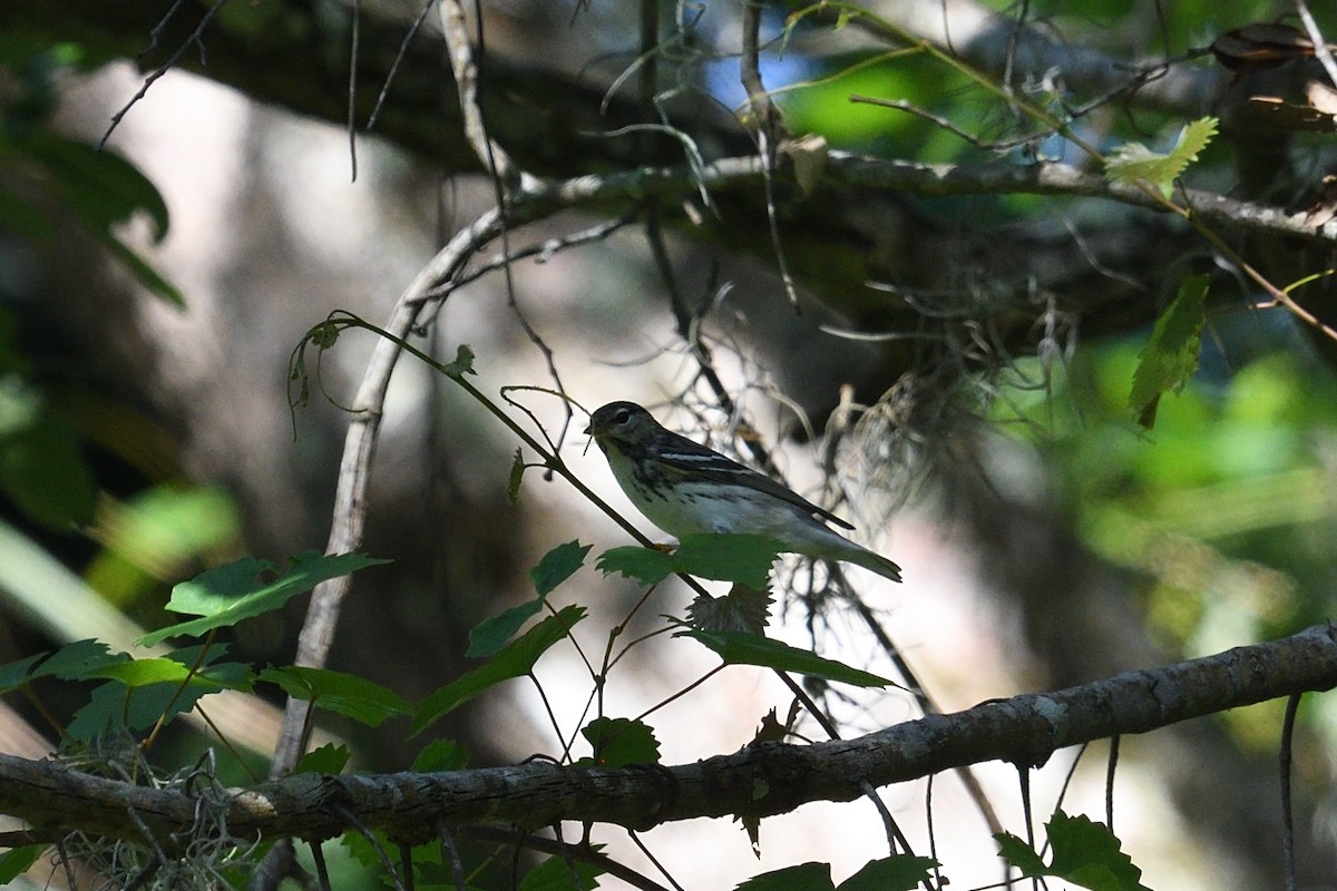 Blackpoll Warbler - Shane Carroll