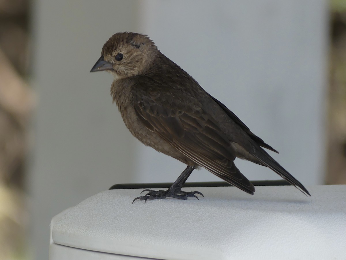 Brown-headed Cowbird - Eric Plage