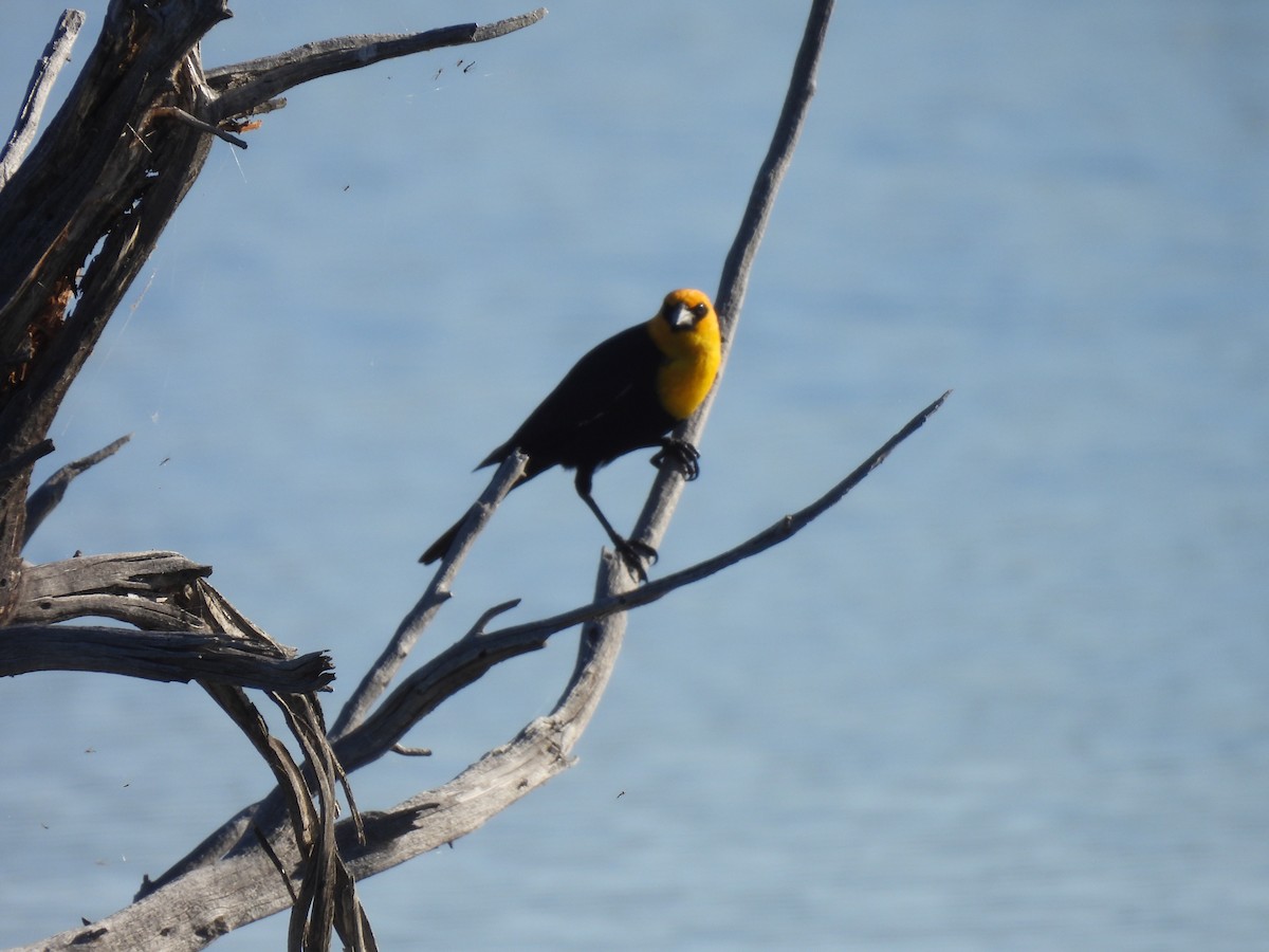Yellow-headed Blackbird - ML618840663