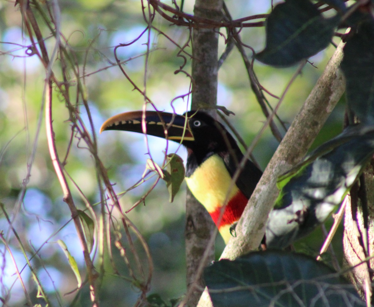 Chestnut-eared Aracari - Franziska Riedel