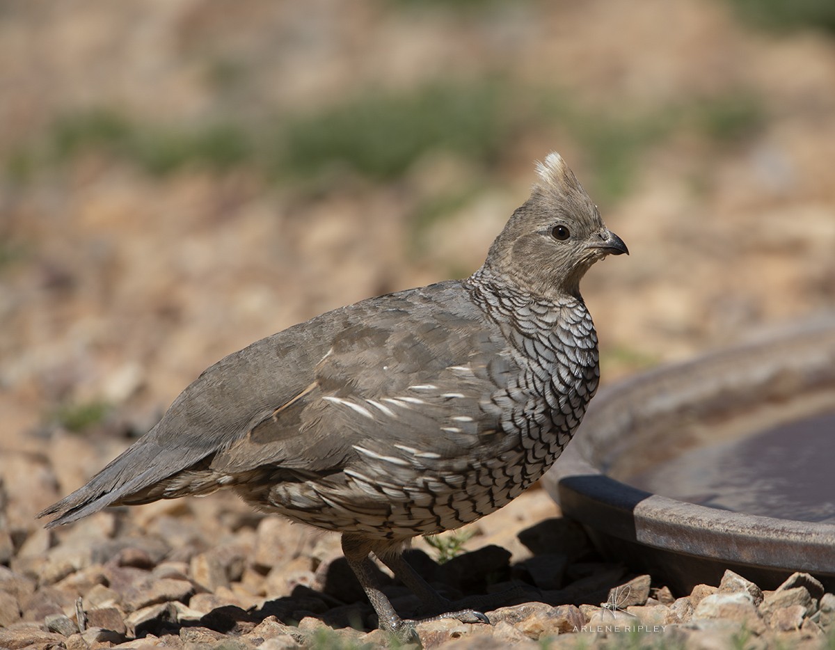 Scaled Quail - Arlene Ripley