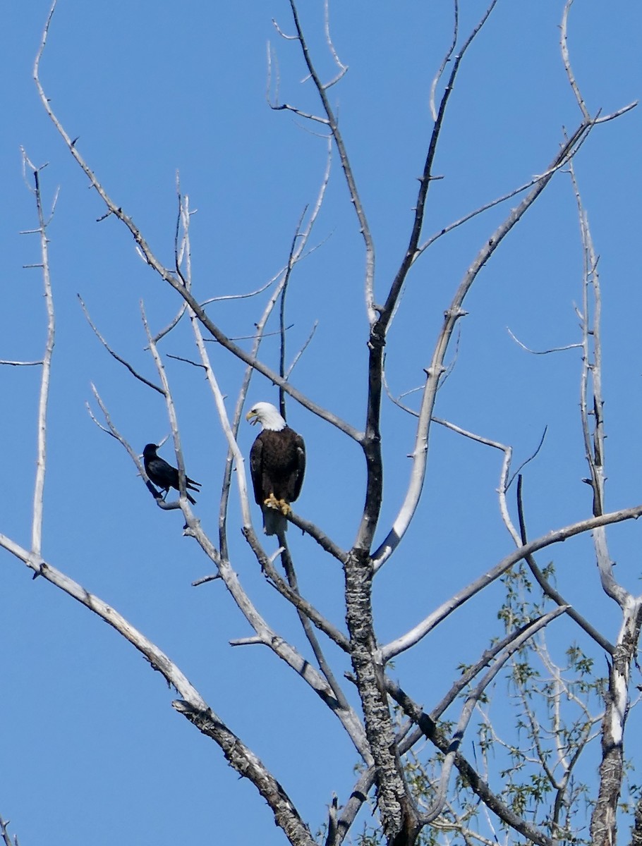 Bald Eagle - Jim St Laurent