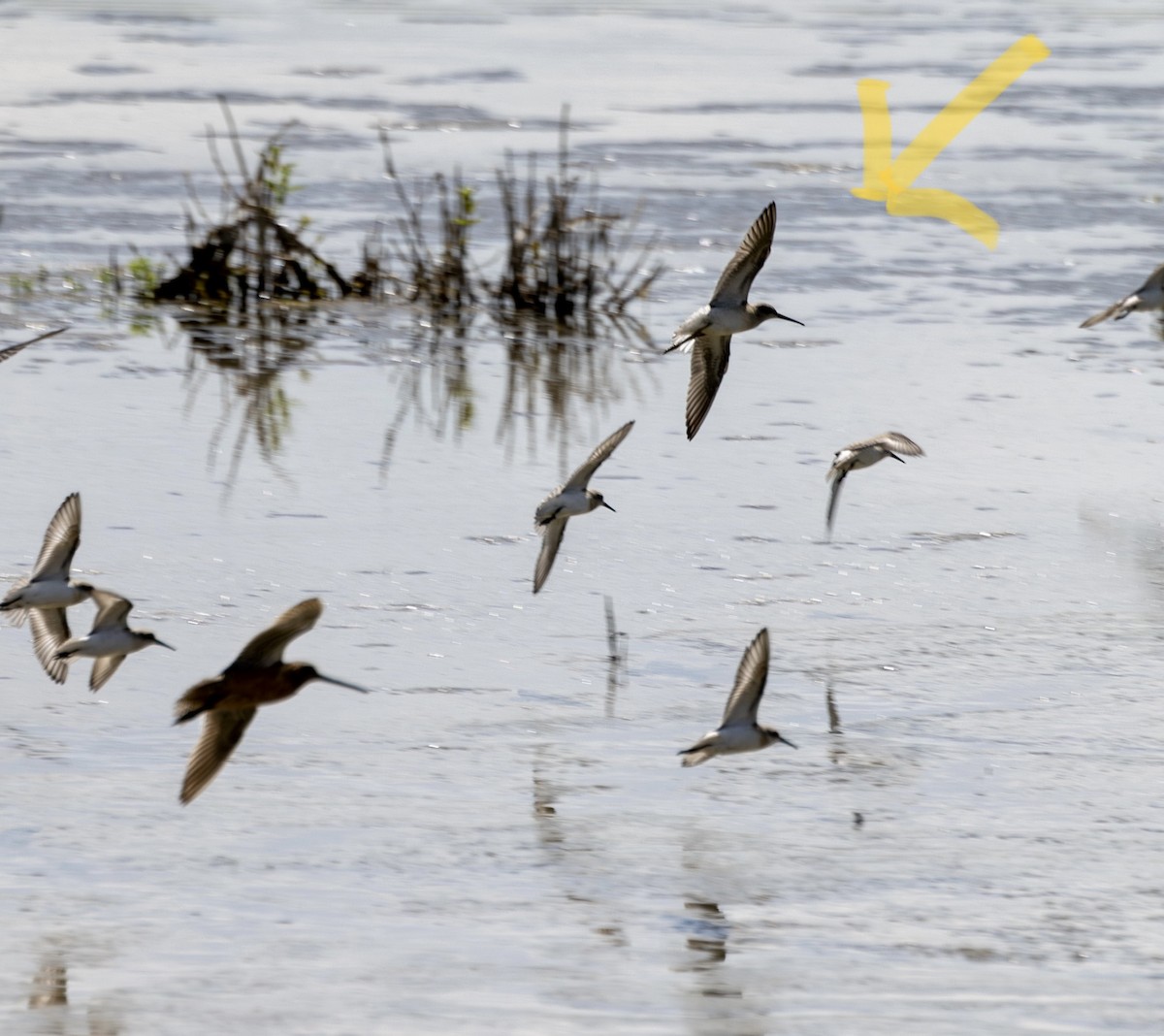 Stilt Sandpiper - Richard Adams