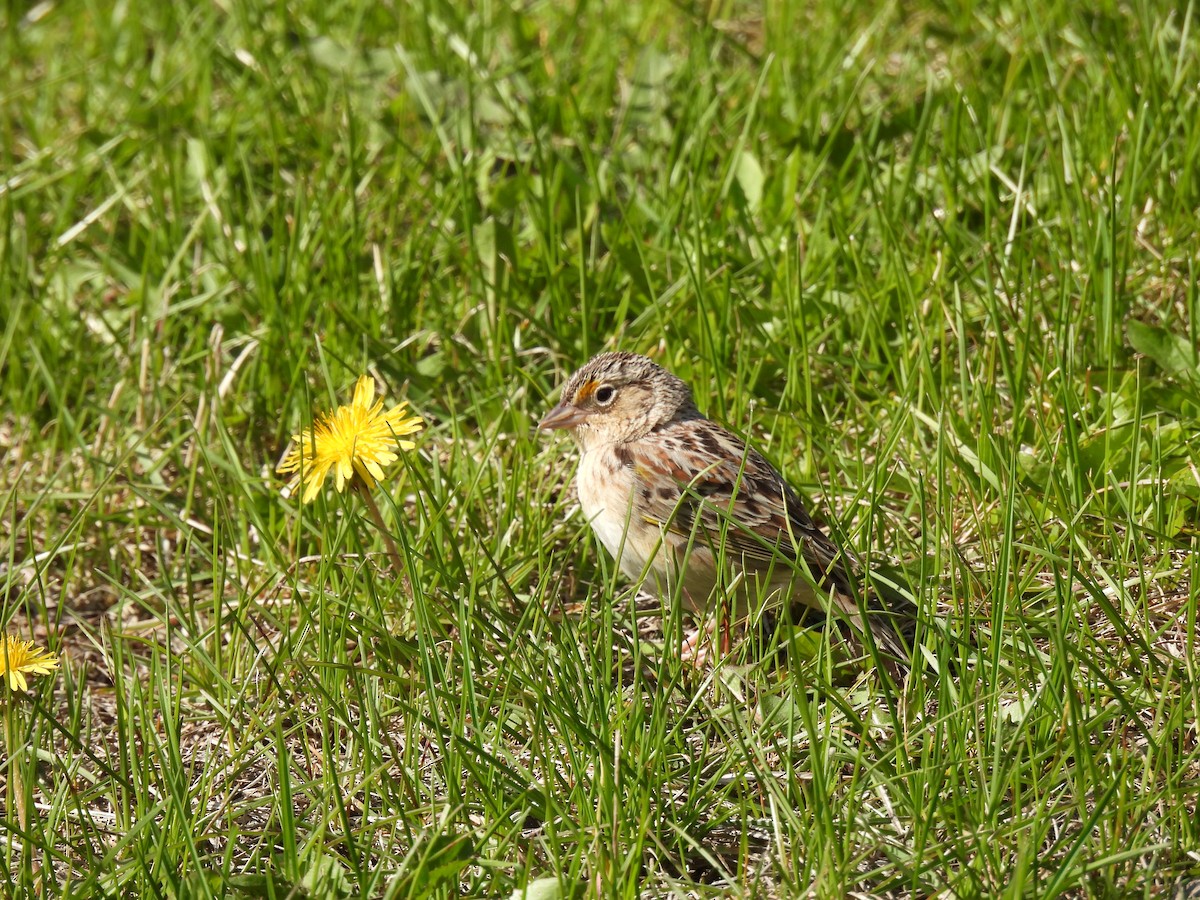 Grasshopper Sparrow - Catriona Leven