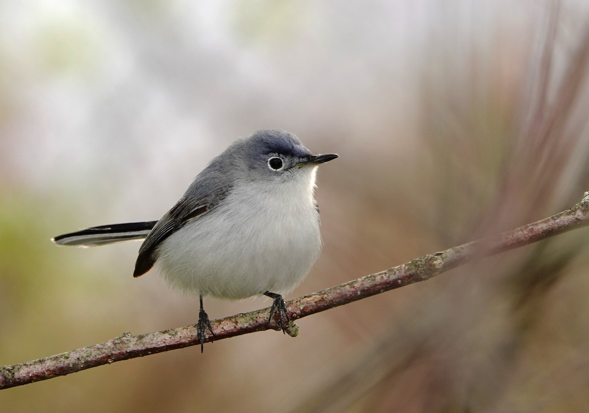 Blue-gray Gnatcatcher (caerulea) - Norman Levey