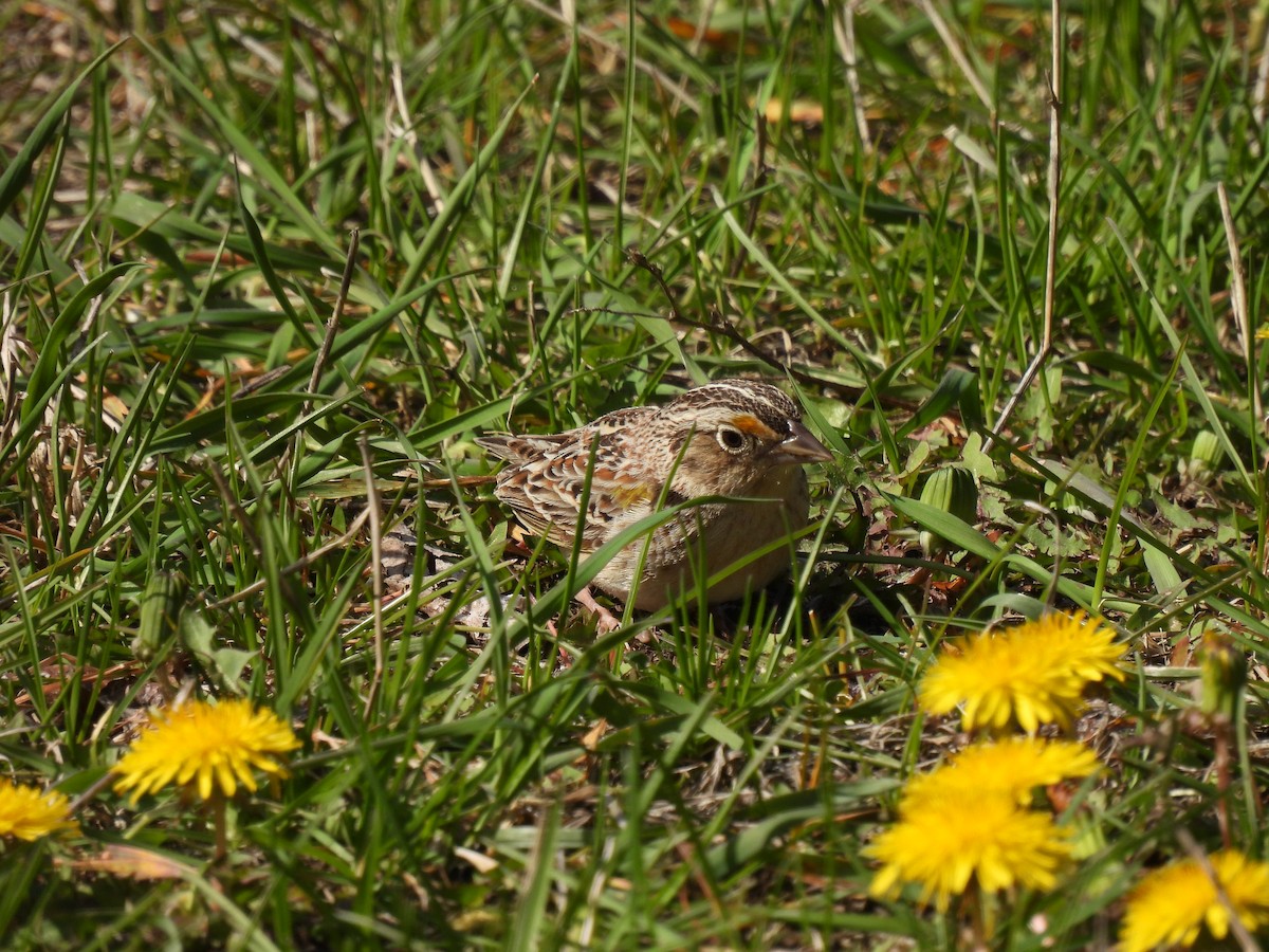 Grasshopper Sparrow - ML618840716