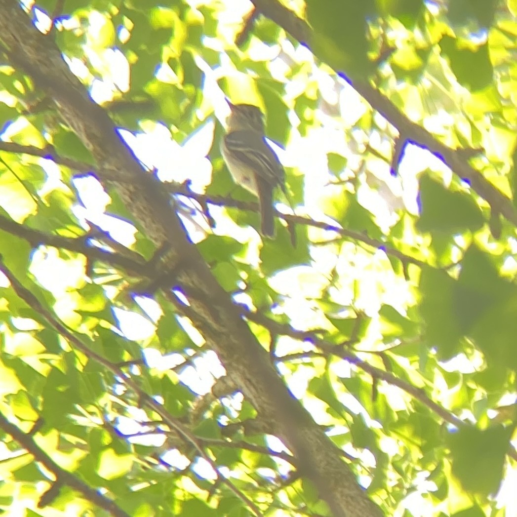 Dusky Flycatcher - ML618840717