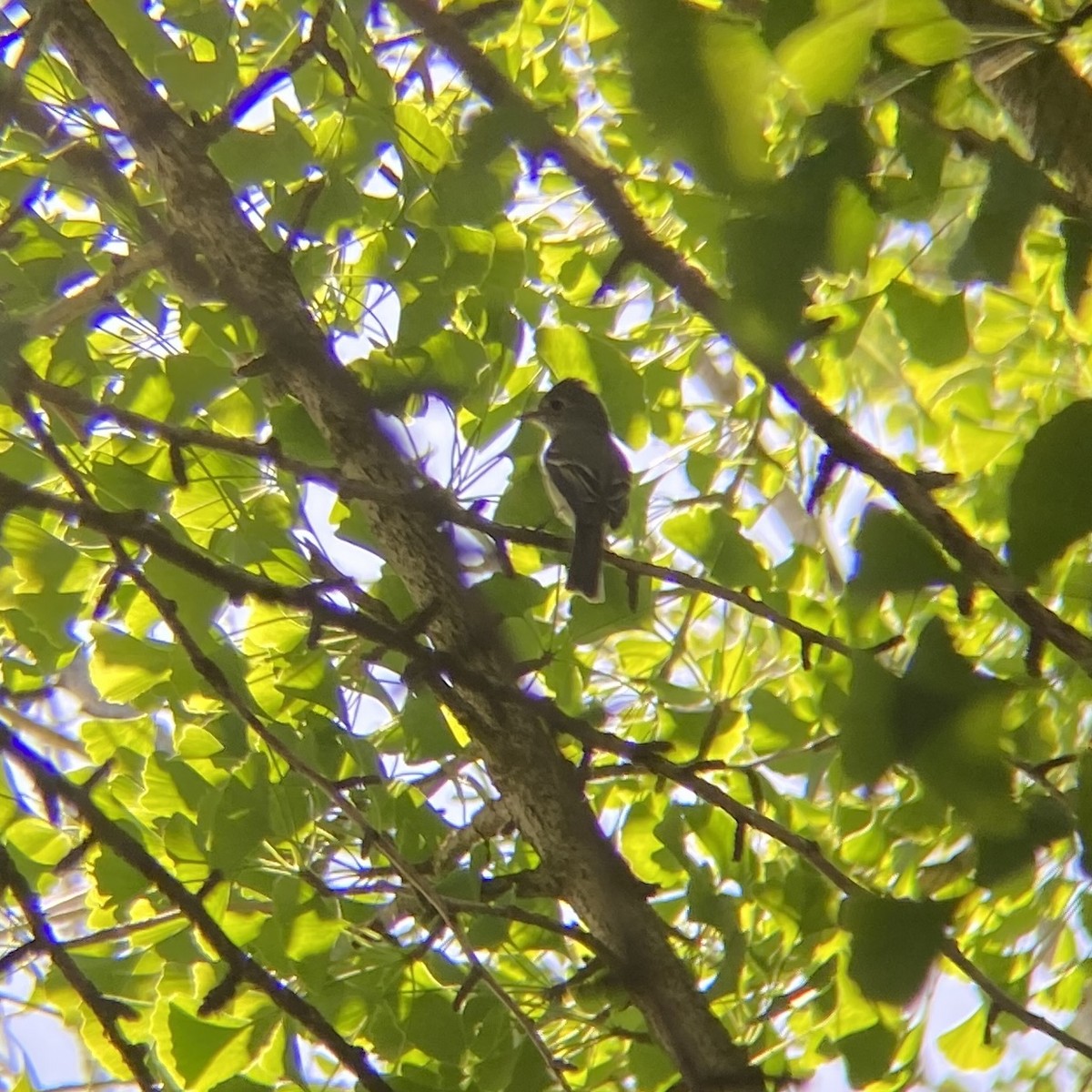 Dusky Flycatcher - ML618840718