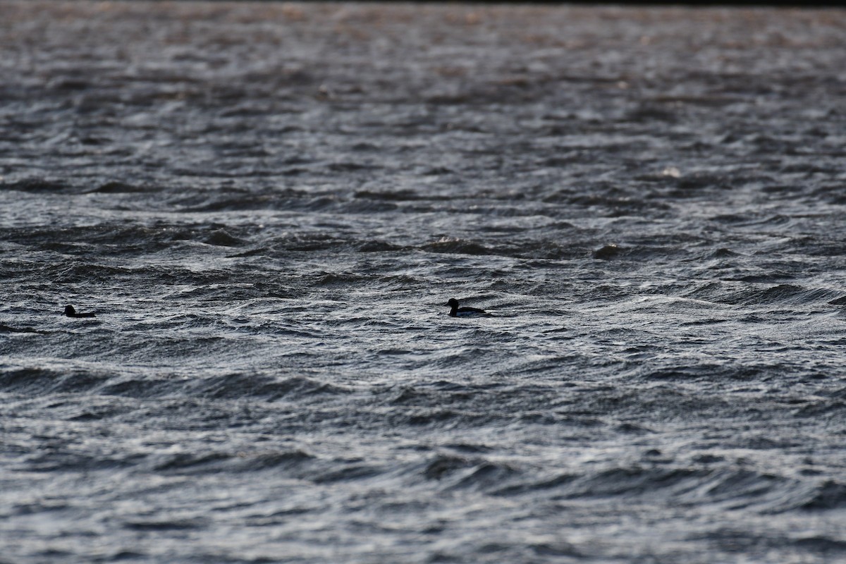 Tufted Duck - Alison Daly