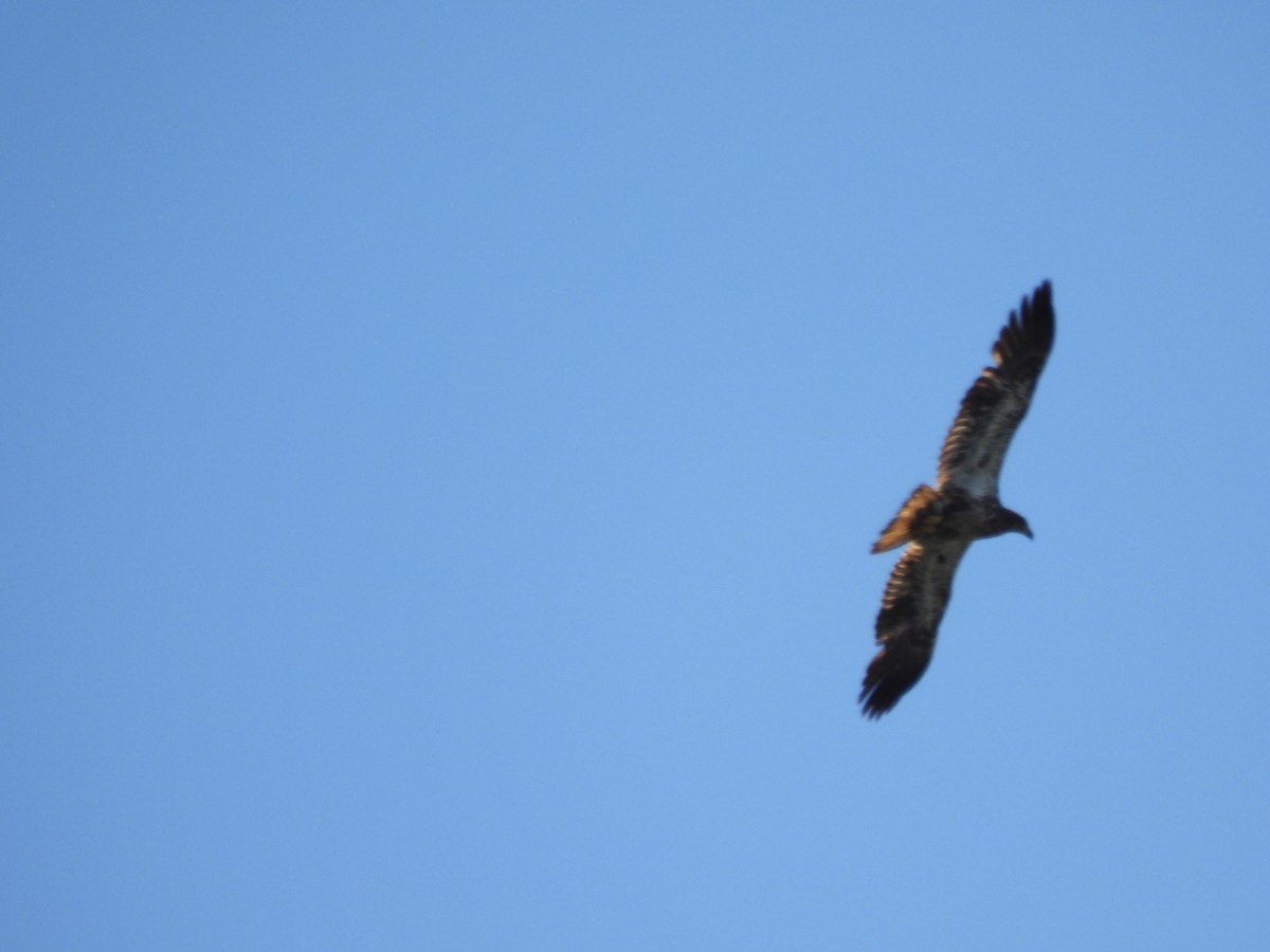 Bald Eagle - ML618840729