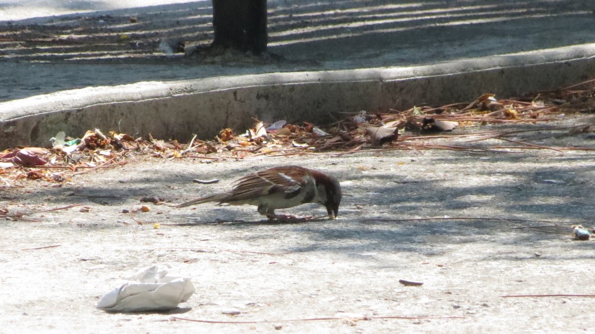 House Sparrow - Delvis Toledo