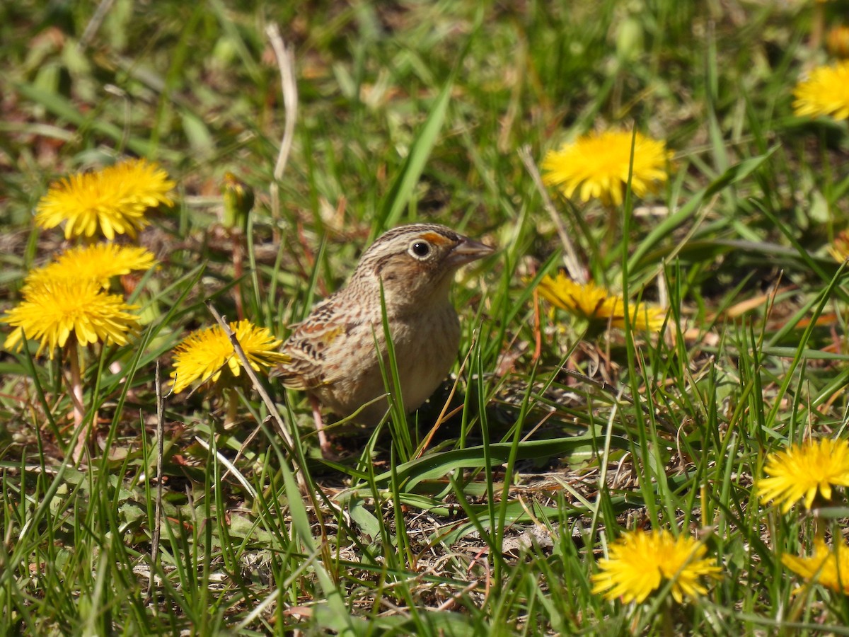 Grasshopper Sparrow - ML618840740