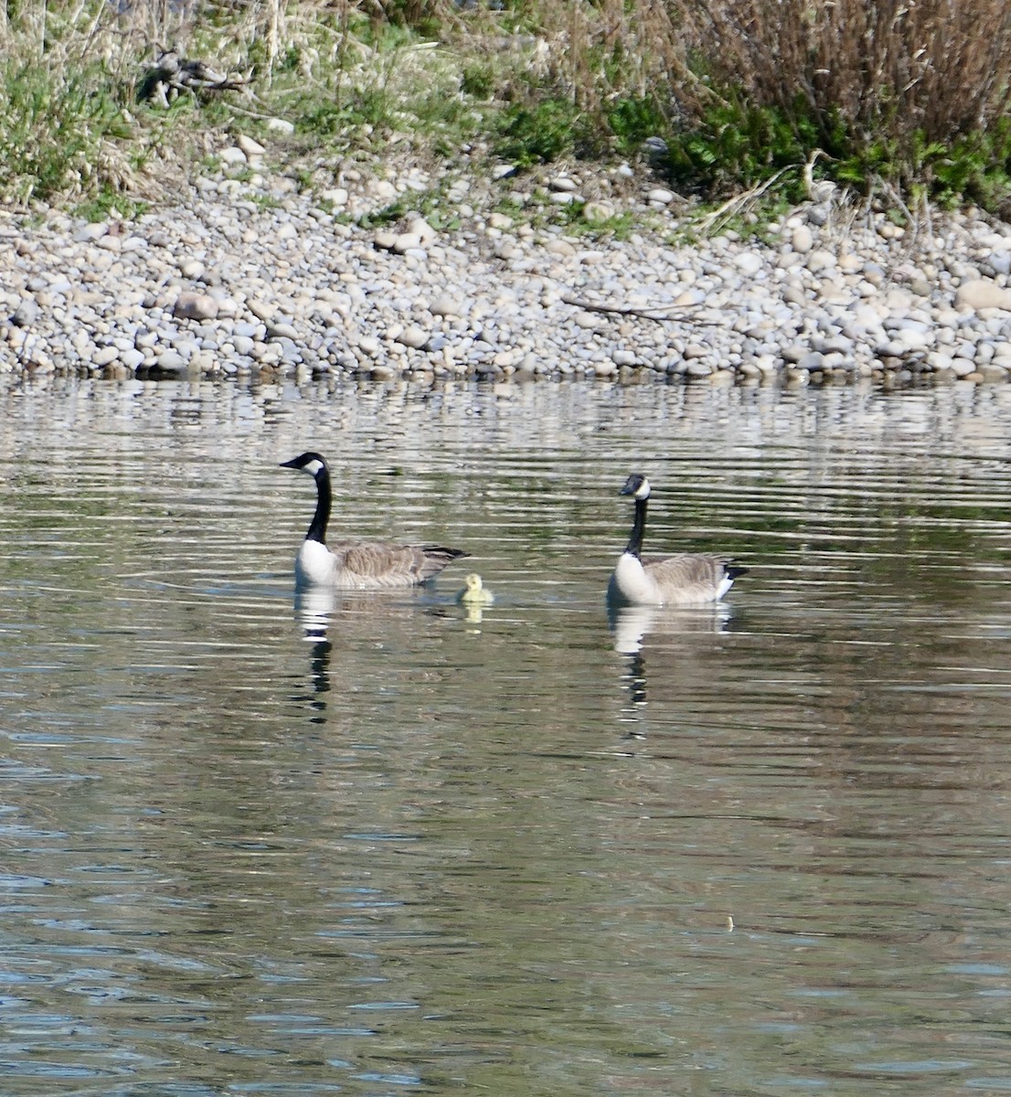 Canada Goose - Jim St Laurent