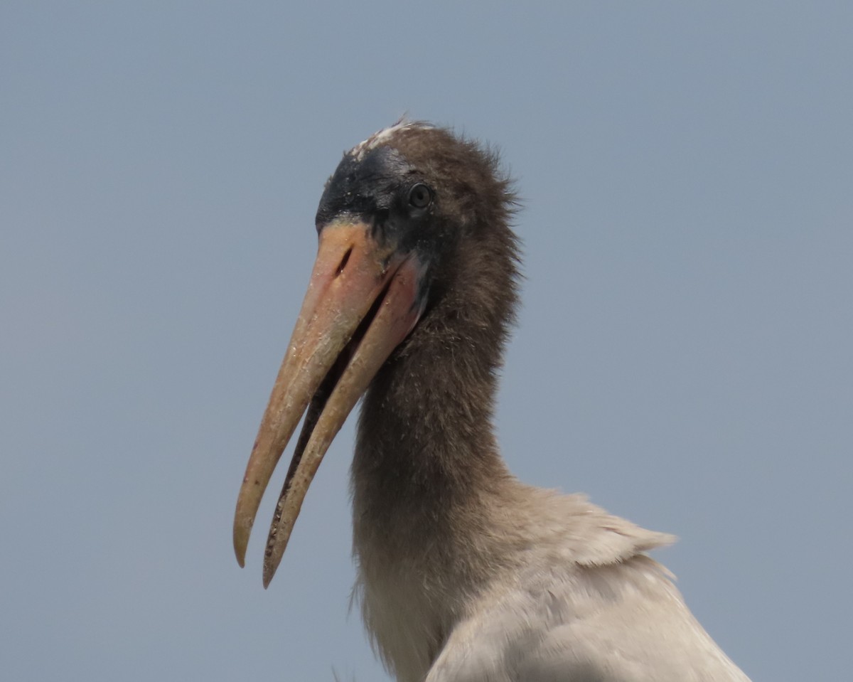 Wood Stork - Laurie Witkin