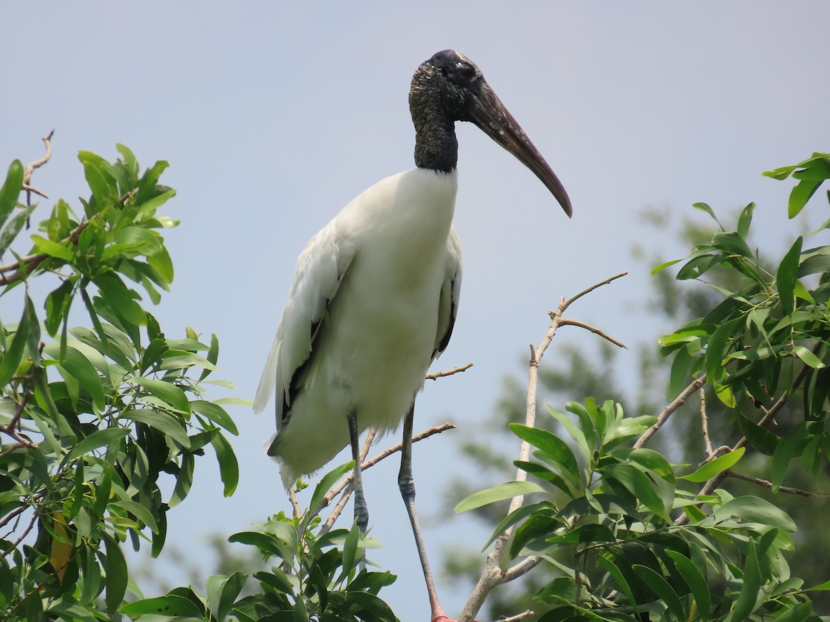 Wood Stork - Laurie Witkin