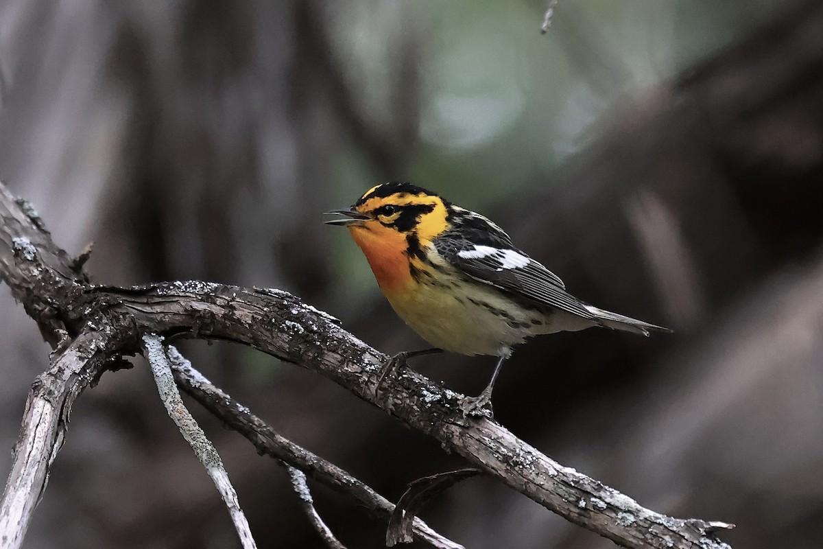 Blackburnian Warbler - Arman Moreno