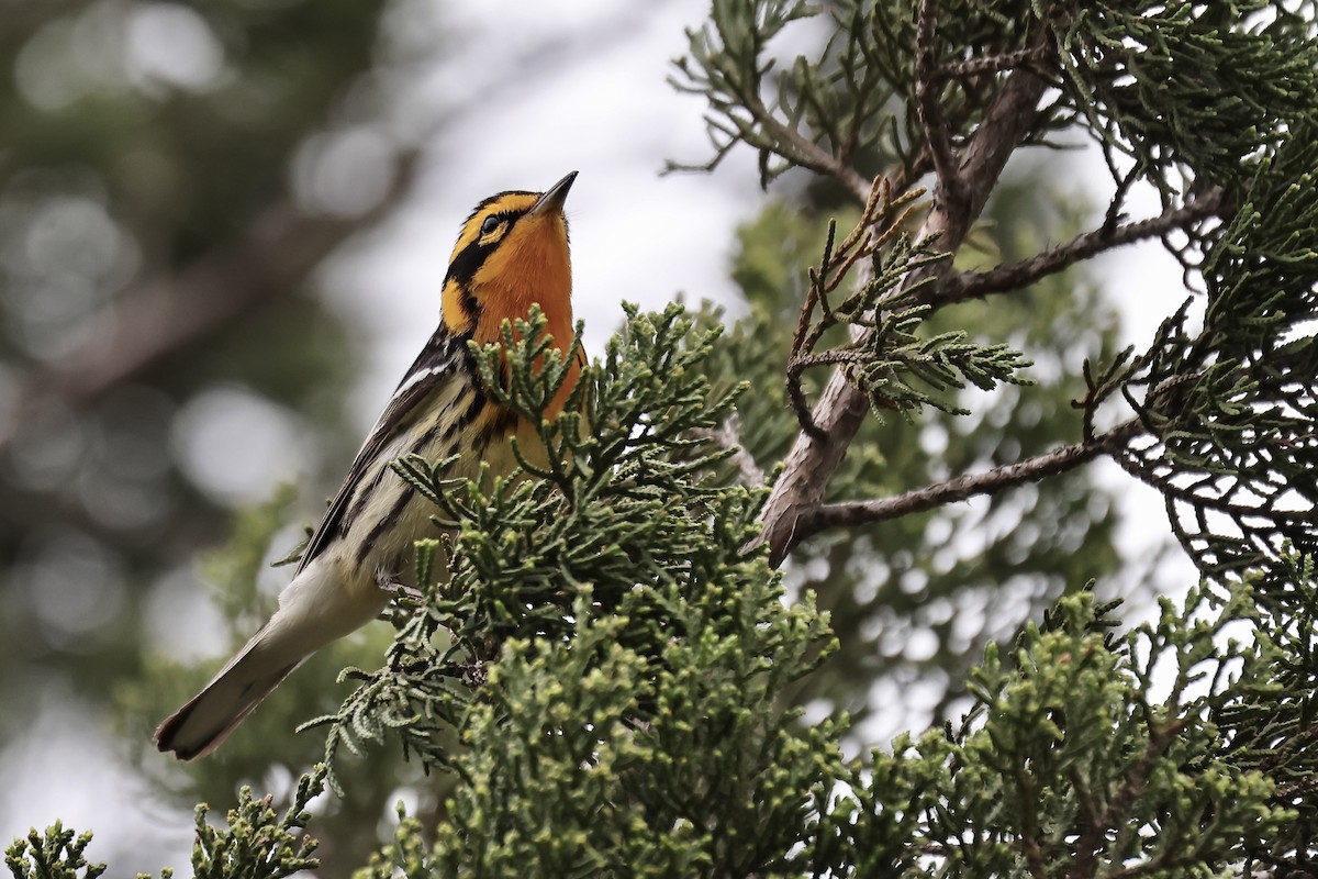 Blackburnian Warbler - Arman Moreno