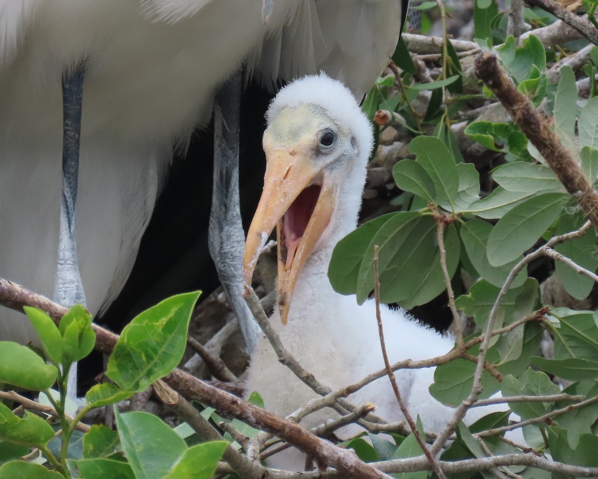 Wood Stork - Laurie Witkin