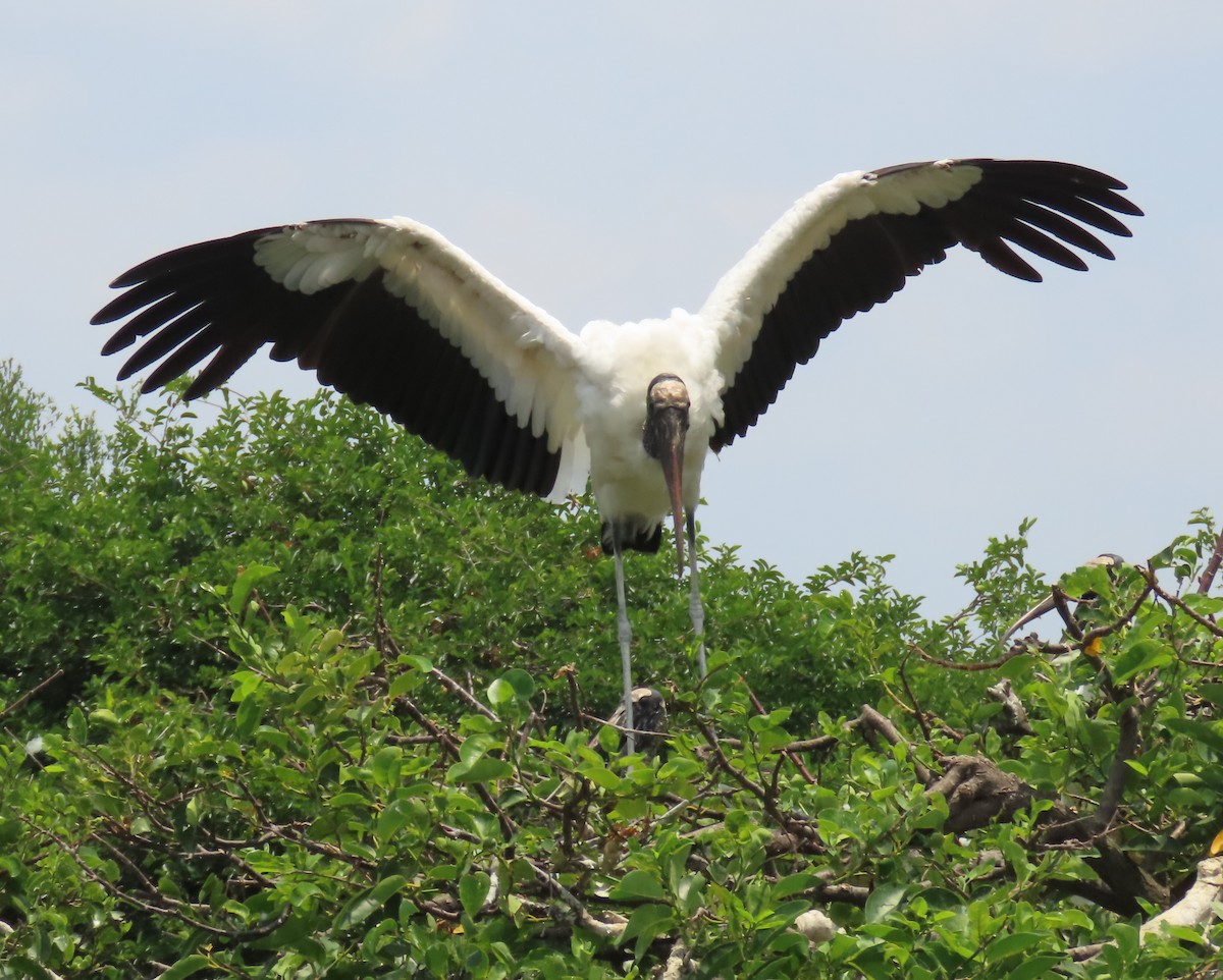 Wood Stork - Laurie Witkin