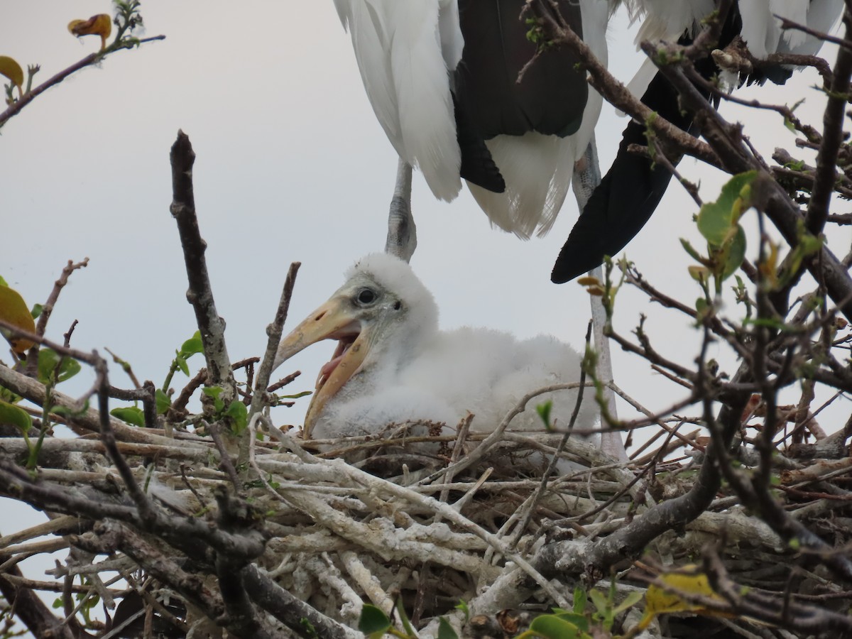 Wood Stork - Laurie Witkin