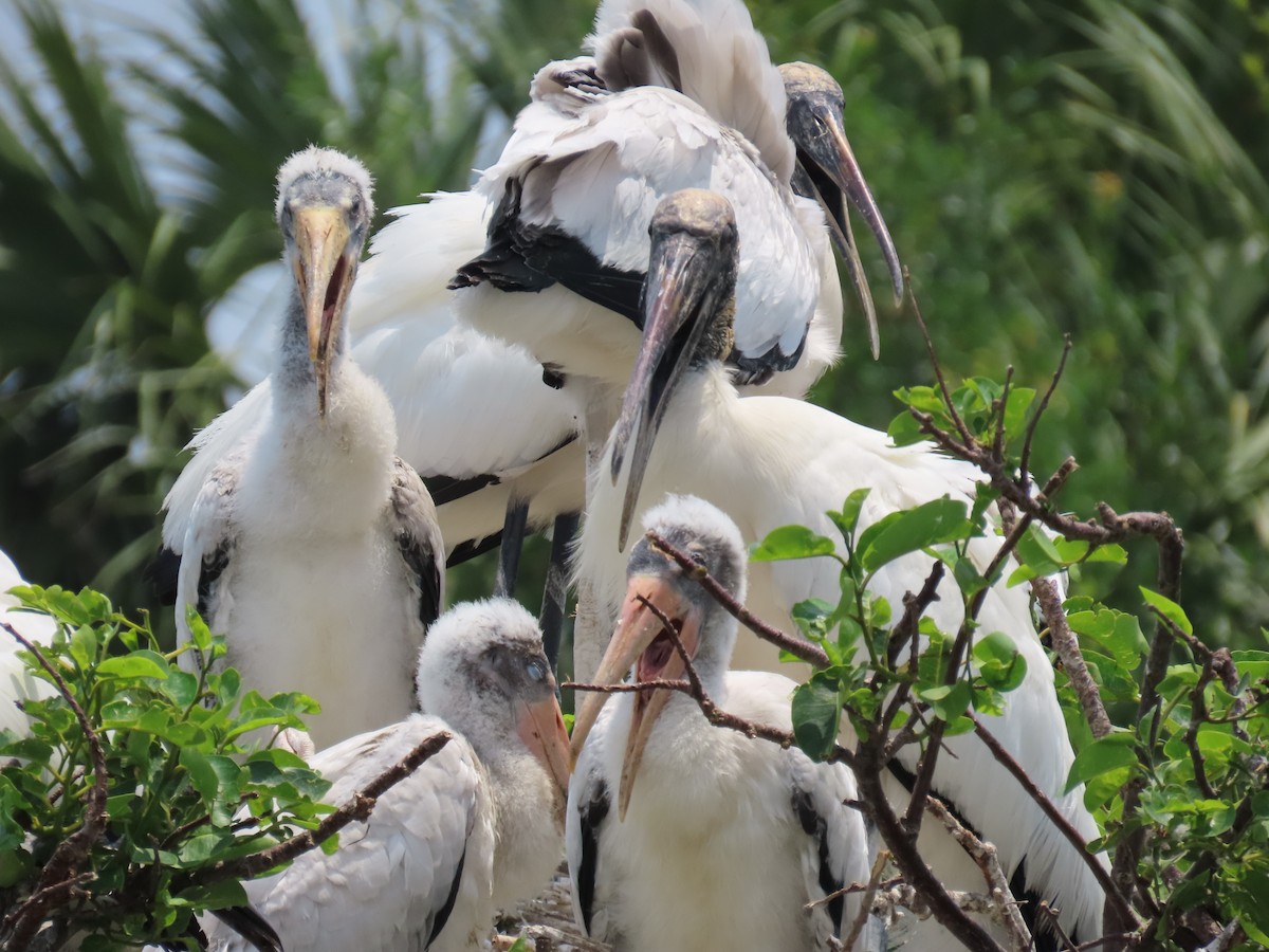 Wood Stork - Laurie Witkin