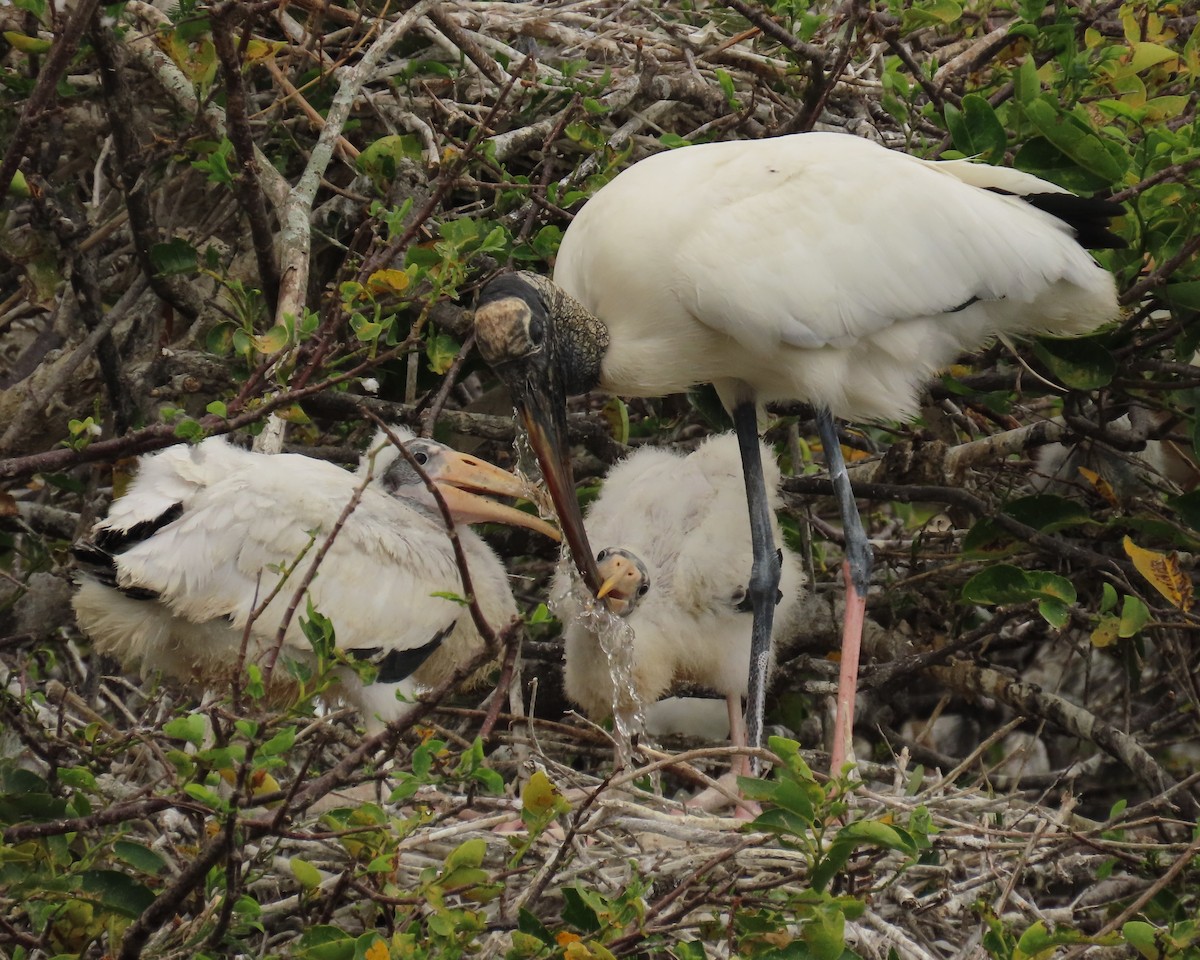 Wood Stork - Laurie Witkin