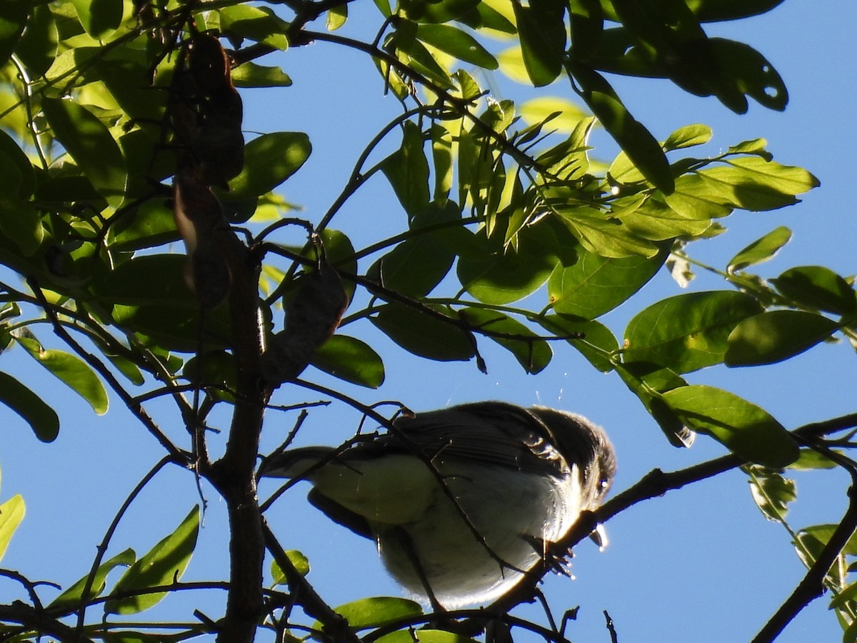 Red-eyed Vireo - Shannon Walker