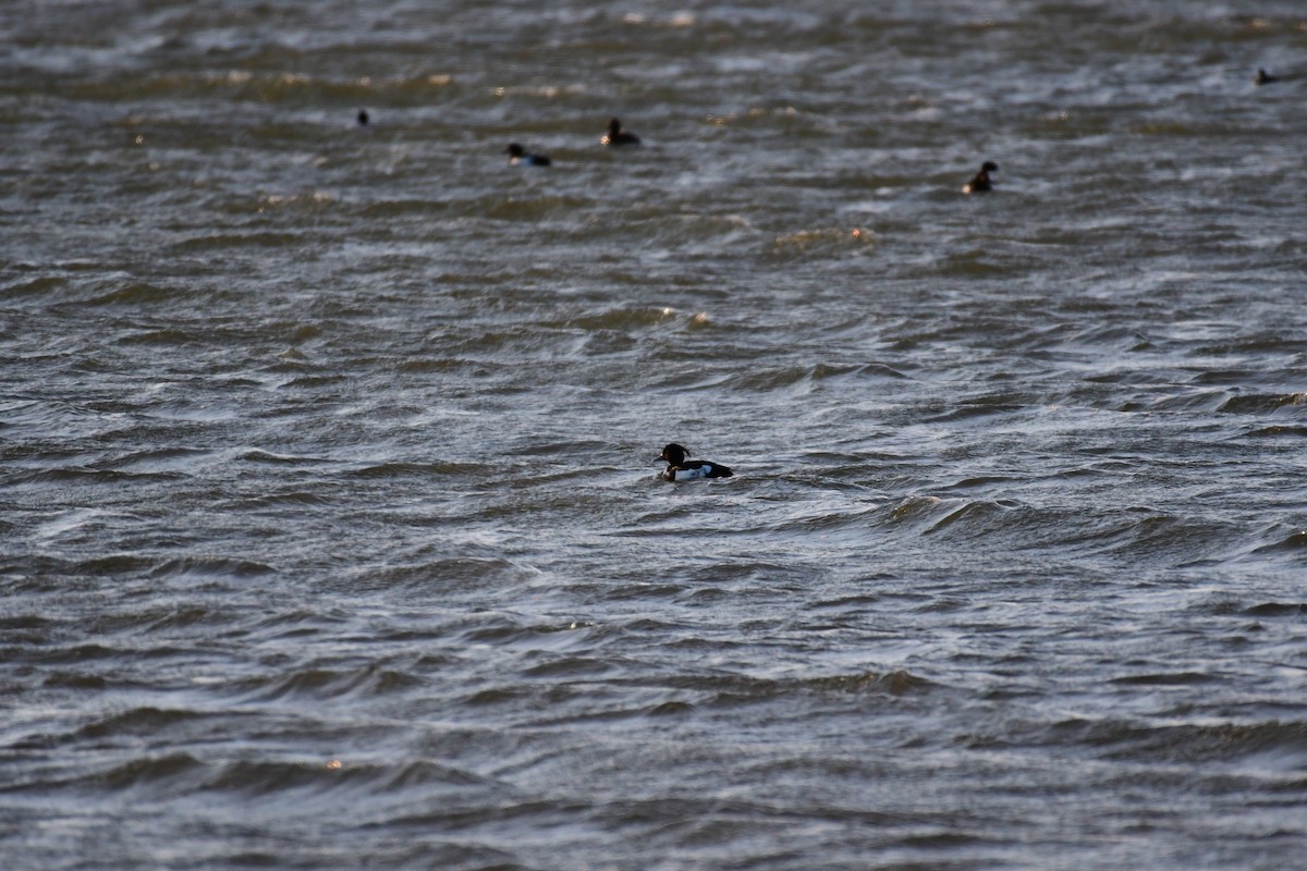 Tufted Duck - ML618840764