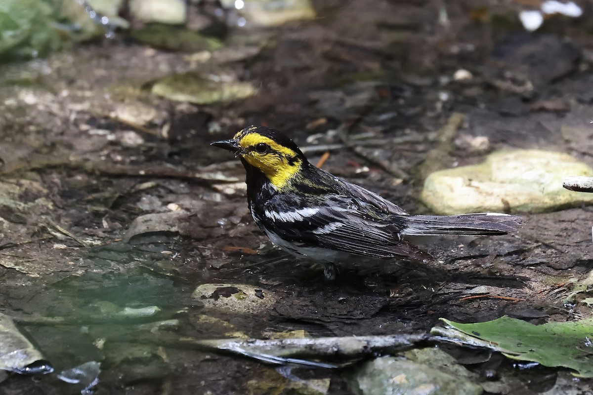 Golden-cheeked Warbler - Arman Moreno