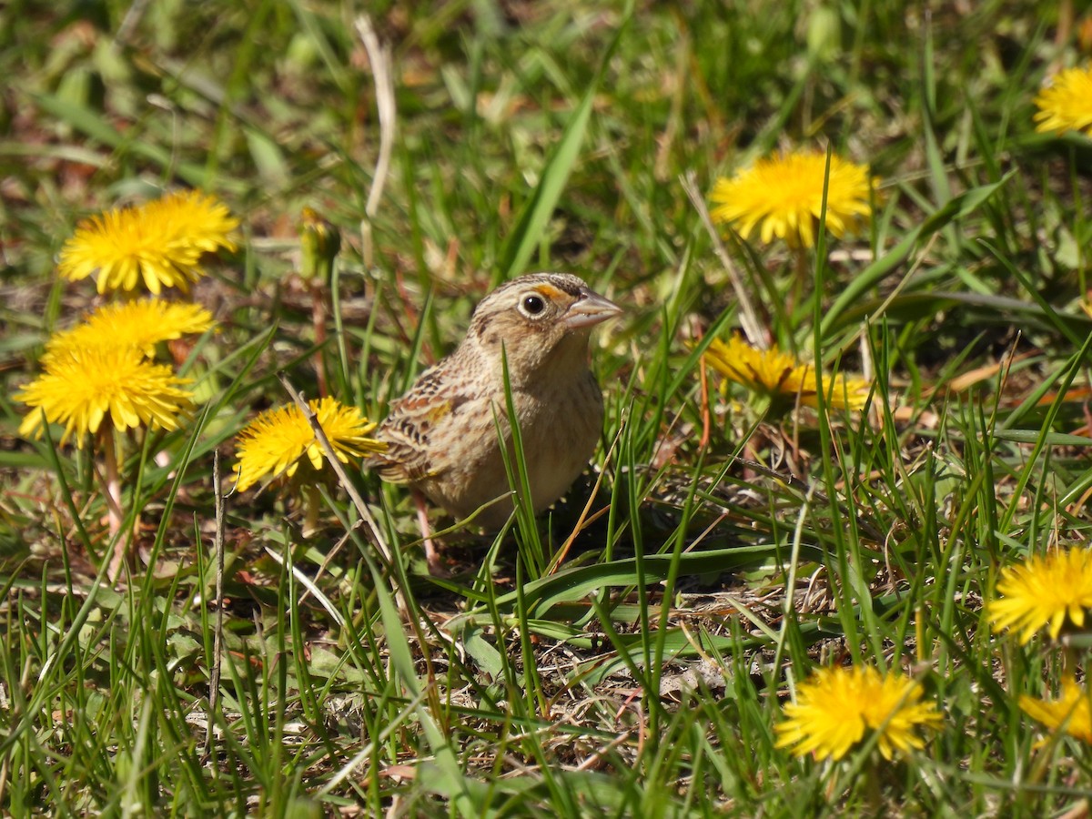 Grasshopper Sparrow - ML618840777