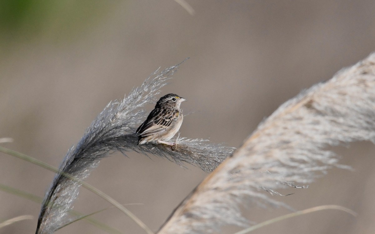 Grassland Sparrow - Camilo Garcia Gonzalez