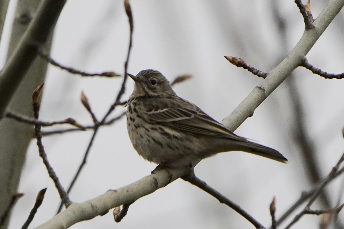 Meadow Pipit - Anna Guliaeva