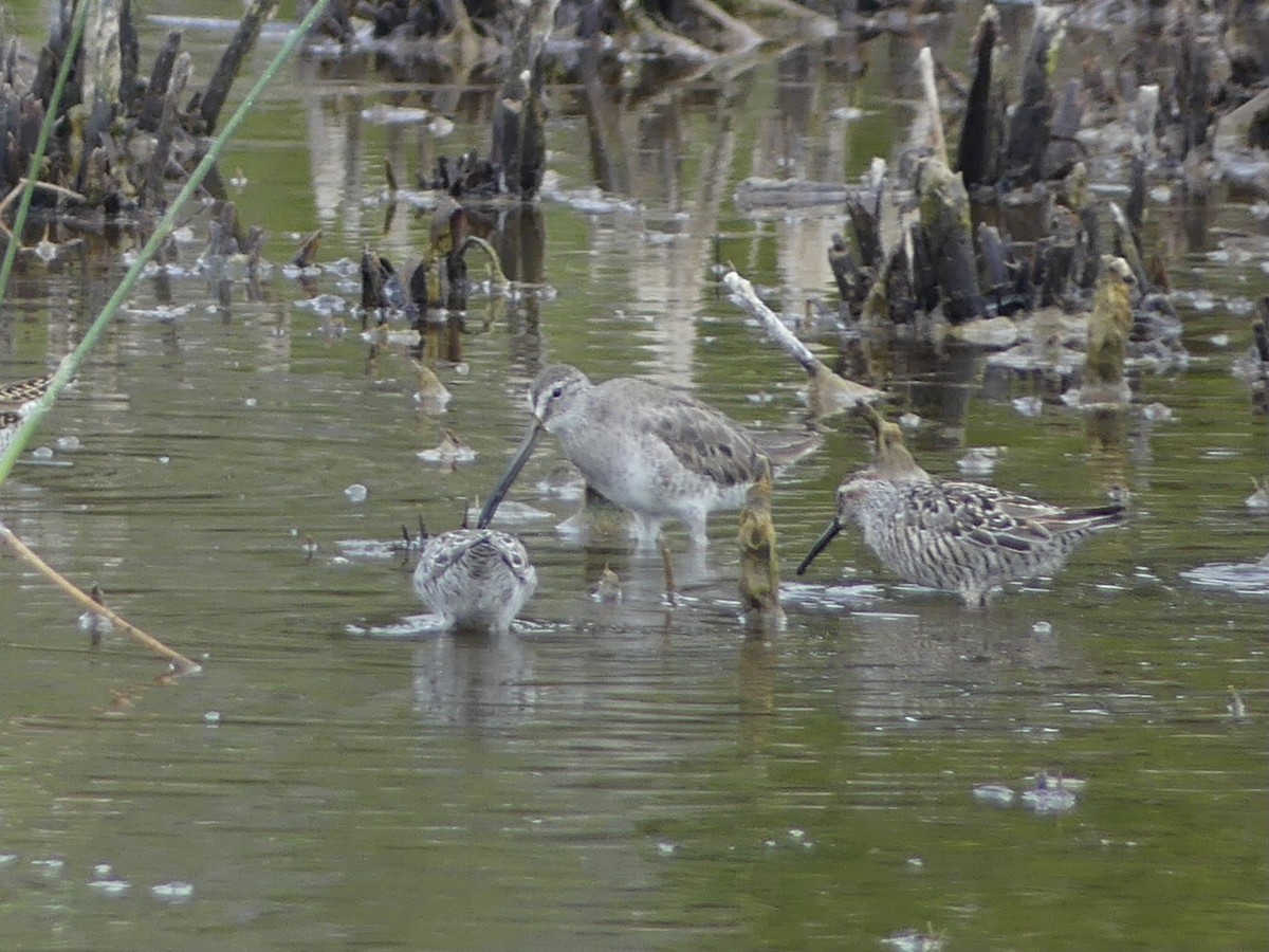 Long-billed Dowitcher - Eric Plage