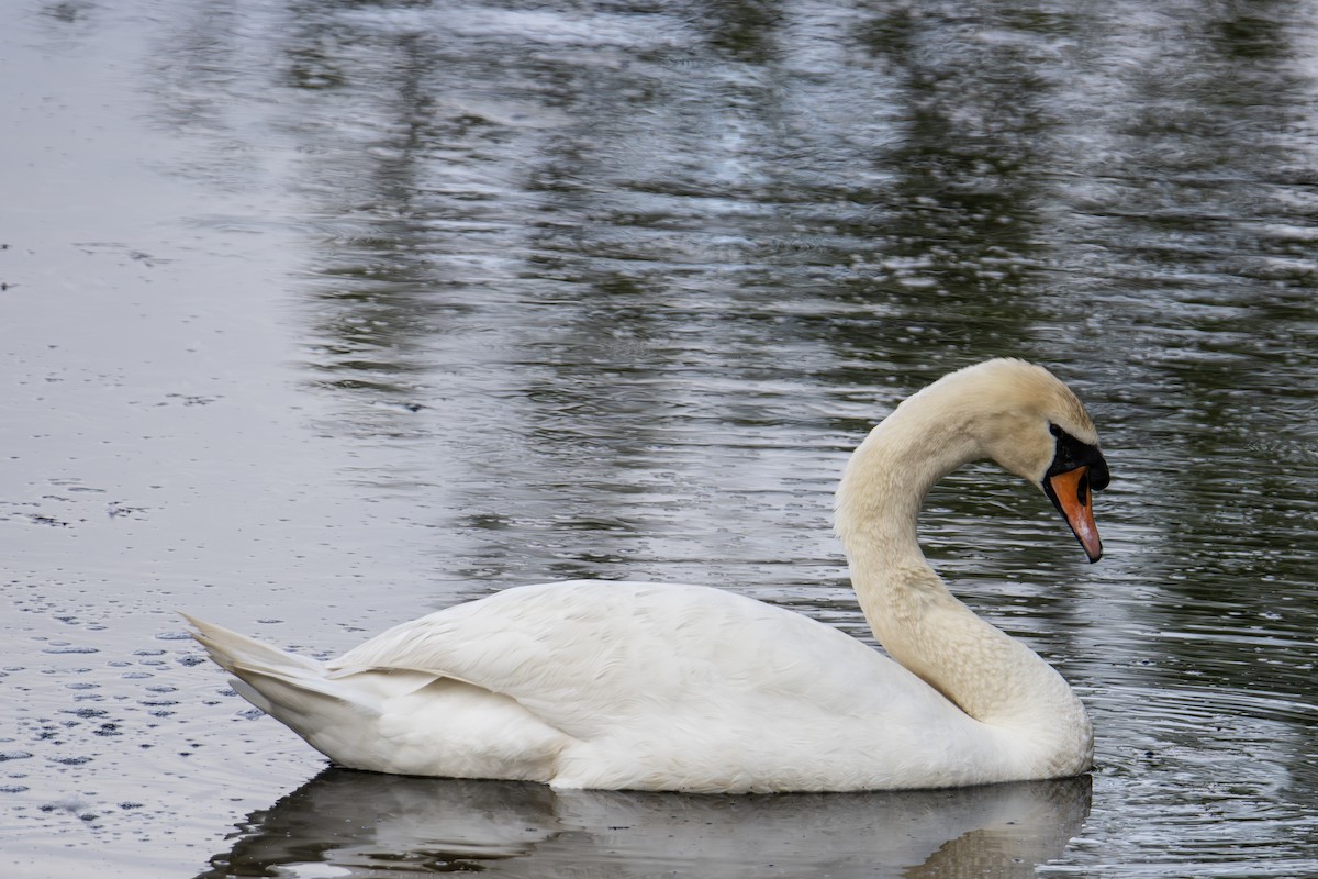 Cygne tuberculé - ML618840792