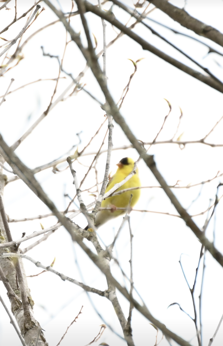 American Goldfinch - Sylvie Rioux