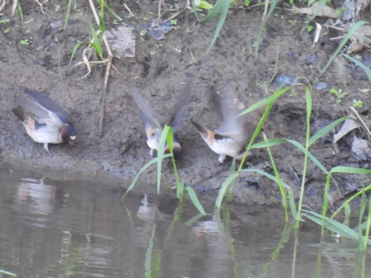 Cliff Swallow - ML618840808