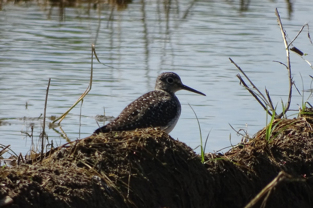 Solitary Sandpiper - Maeve and Joey Coker