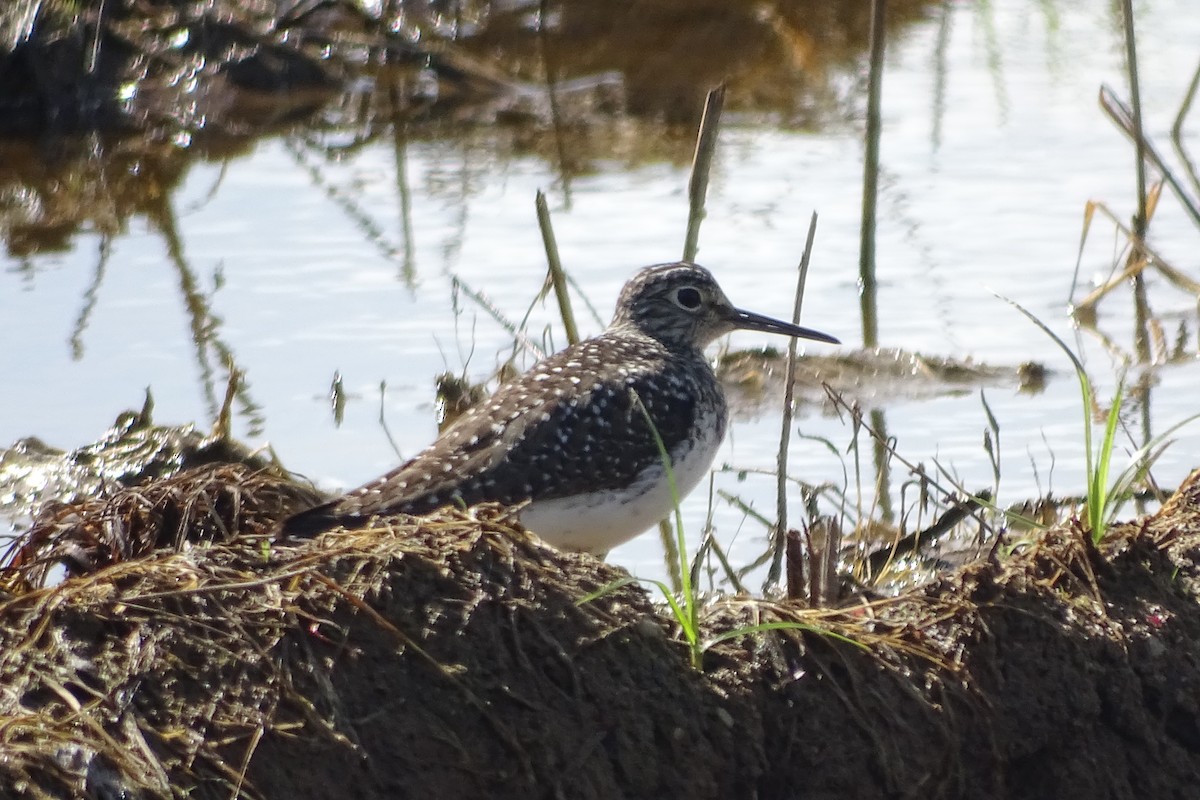 Solitary Sandpiper - Maeve and Joey Coker