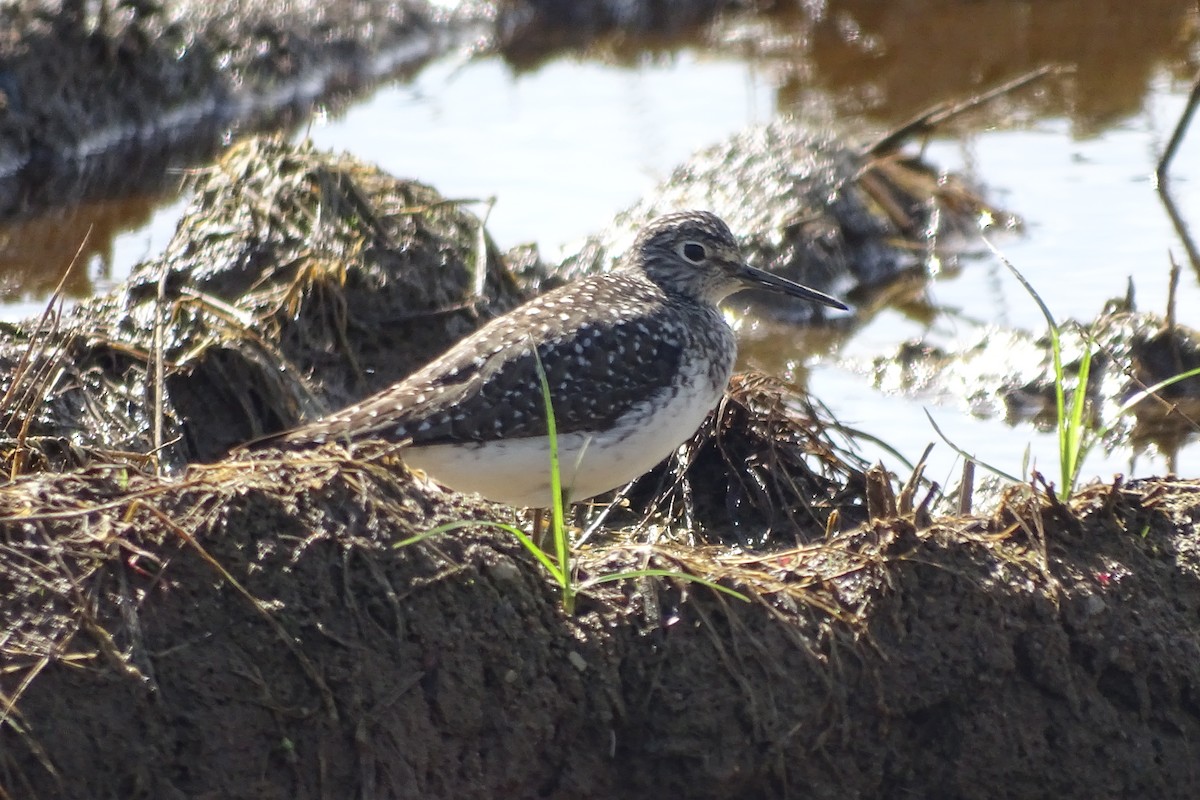 Solitary Sandpiper - Maeve and Joey Coker