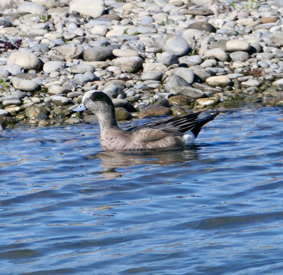 American Wigeon - Jim St Laurent