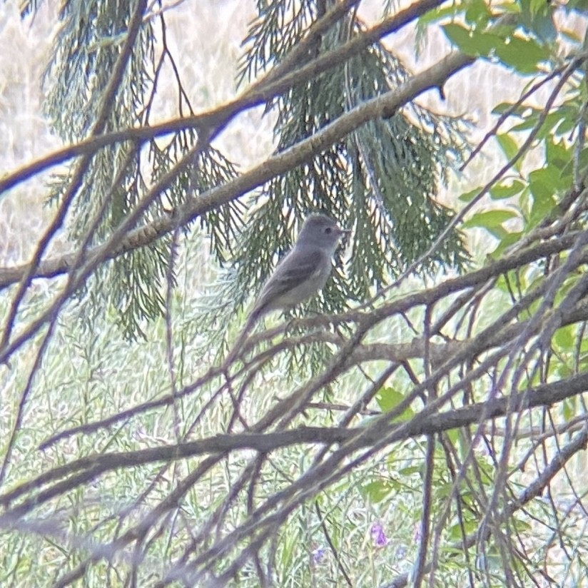 Dusky Flycatcher - ML618840821