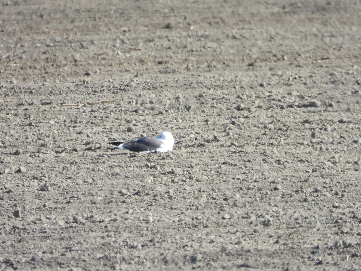 Lesser Black-backed Gull - Germain Savard