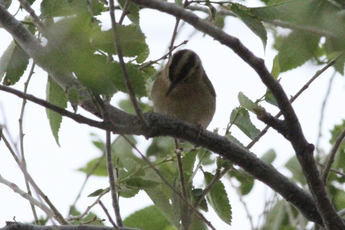 Worm-eating Warbler - Andrew Theus