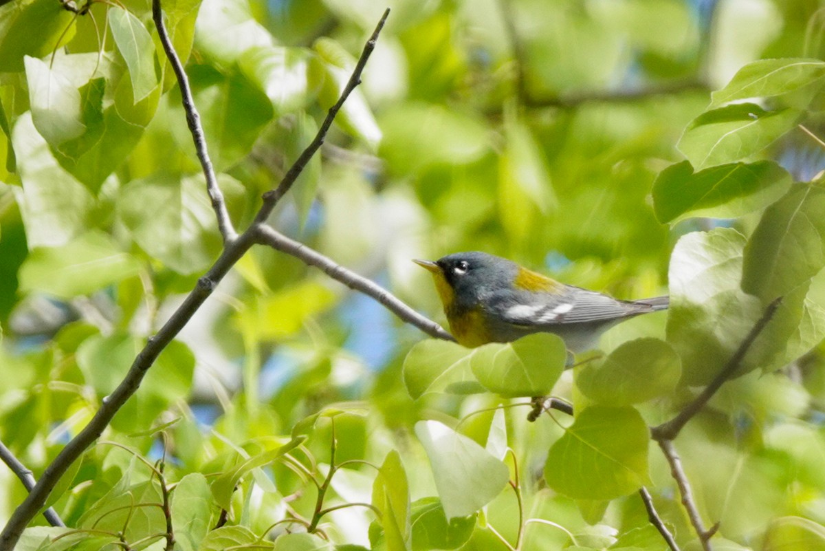 Northern Parula - Louise Courtemanche 🦅