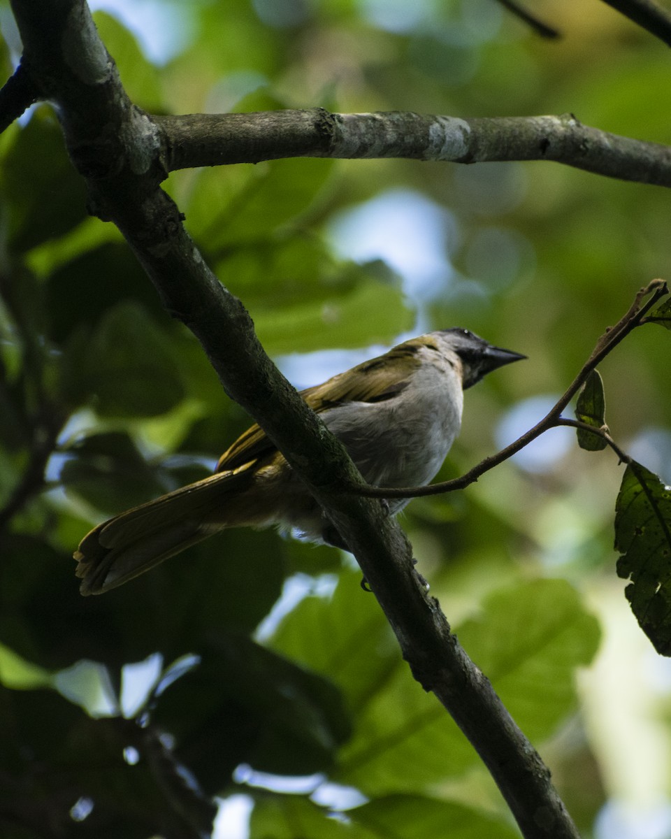 Buff-throated Saltator - Jefferson Paya Barbosa