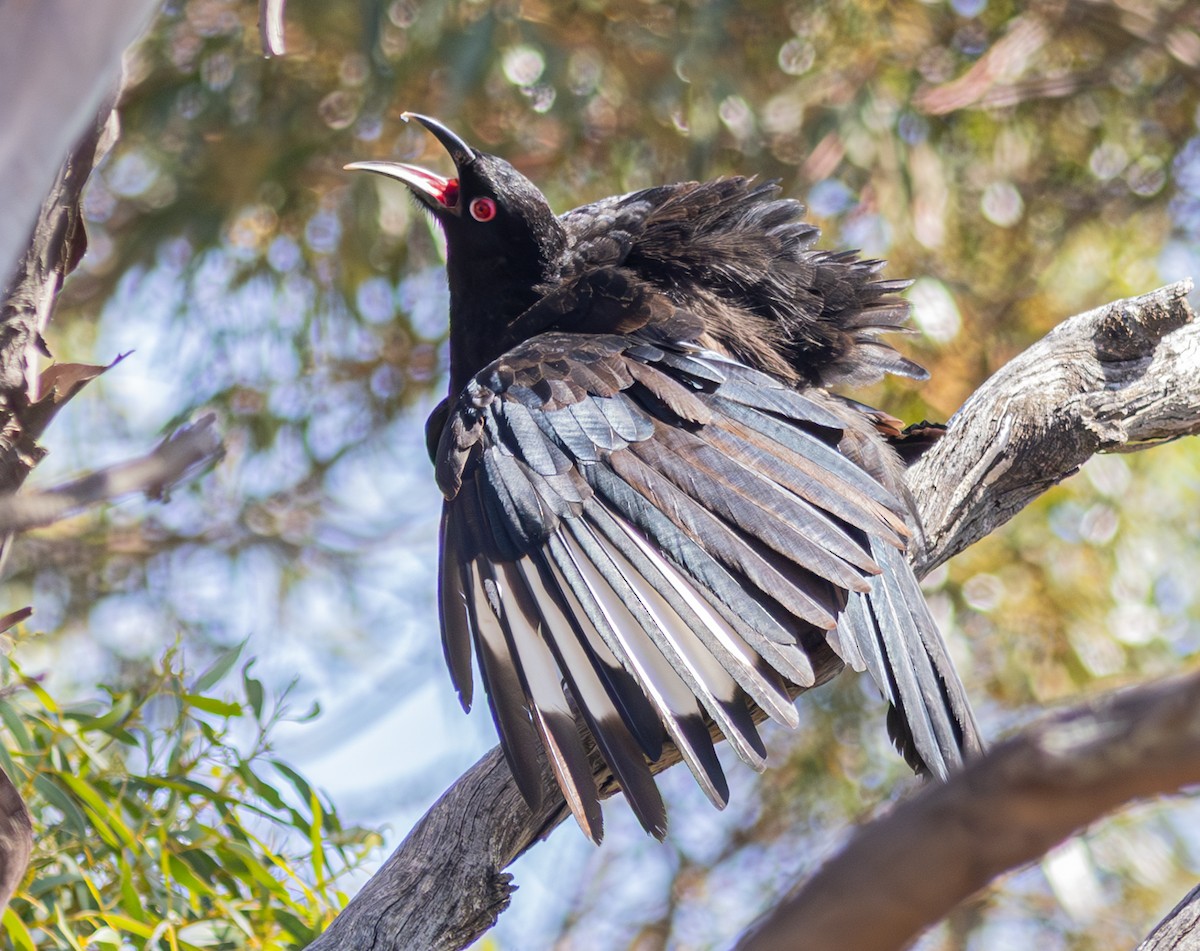 White-winged Chough - Pedro Nicolau