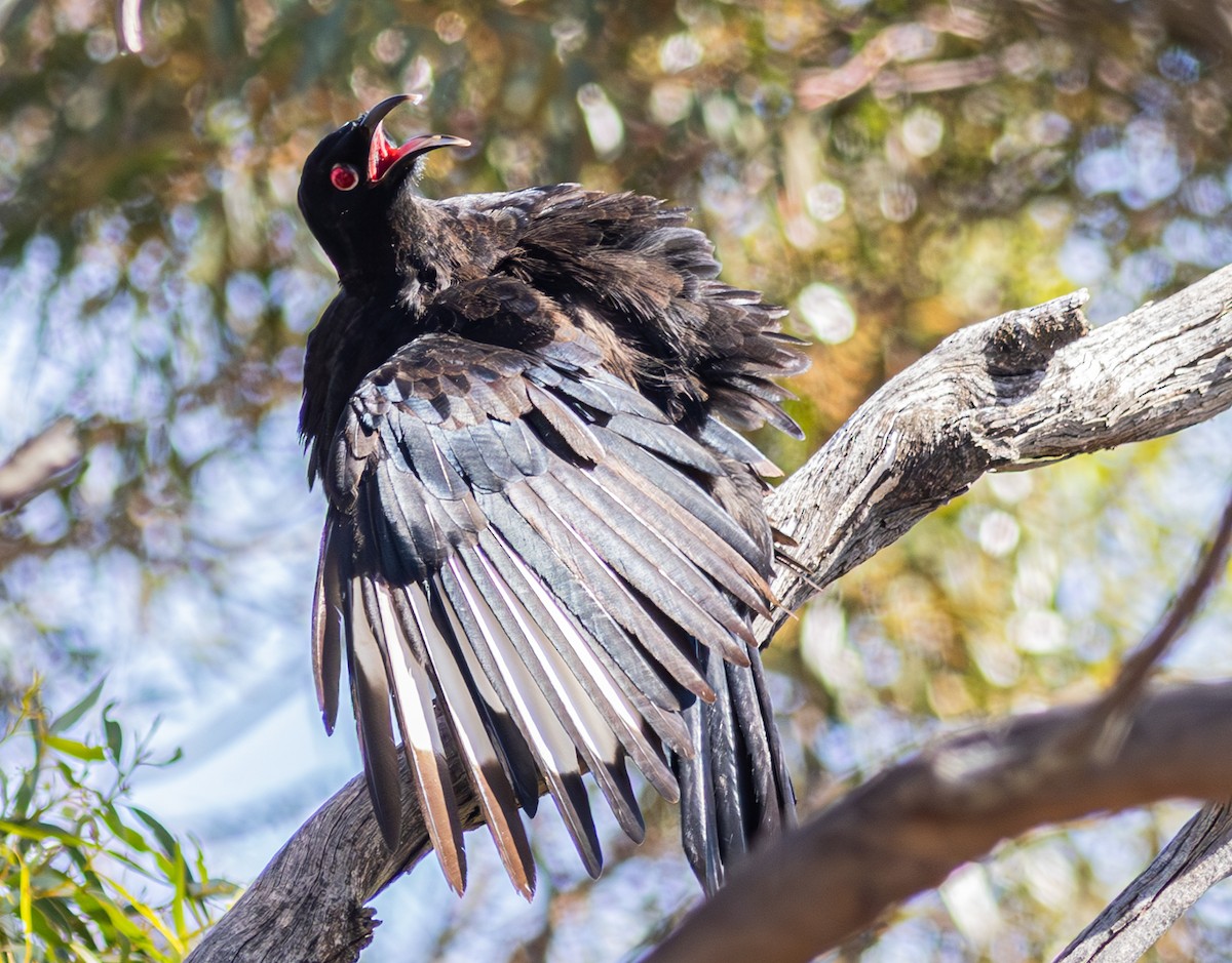 White-winged Chough - Pedro Nicolau