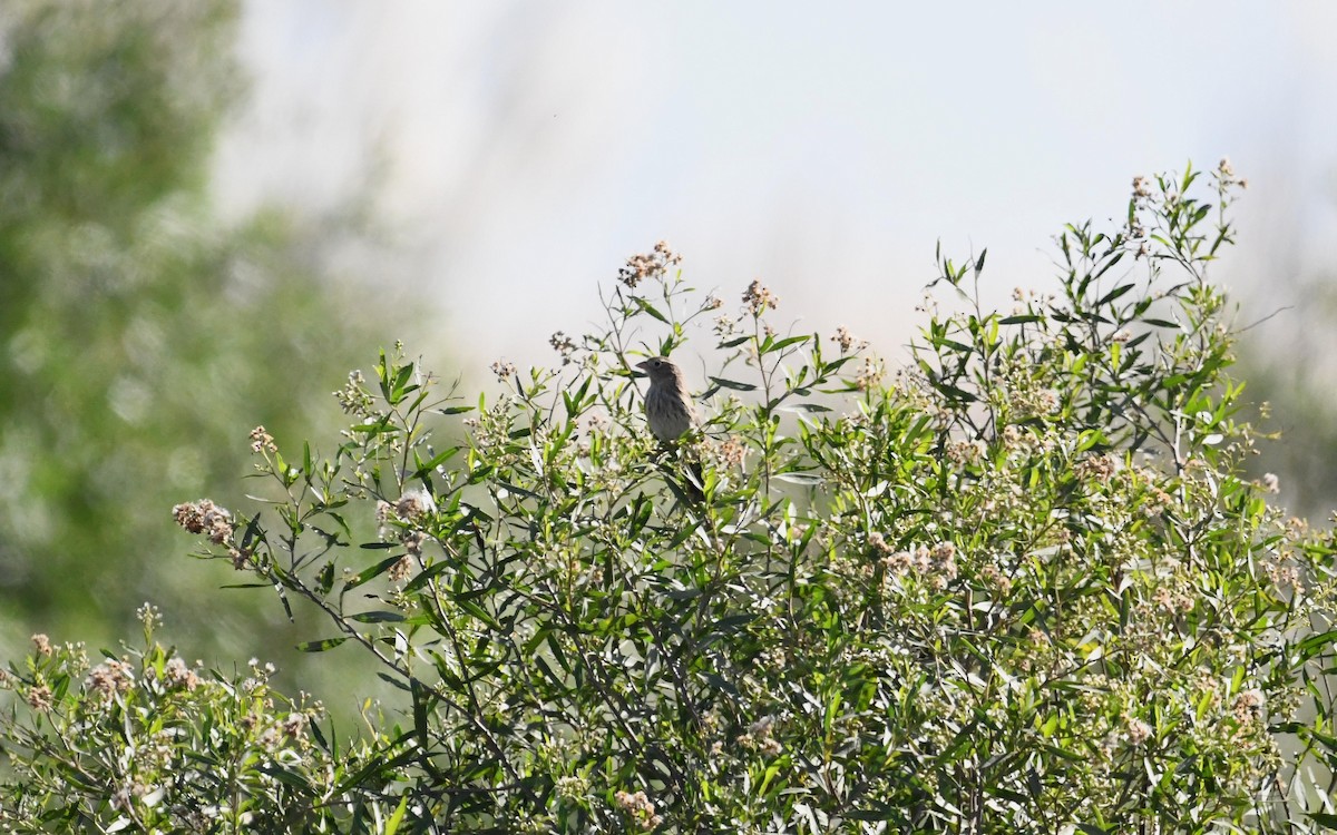 Carbonated Sierra Finch - Camilo Garcia Gonzalez