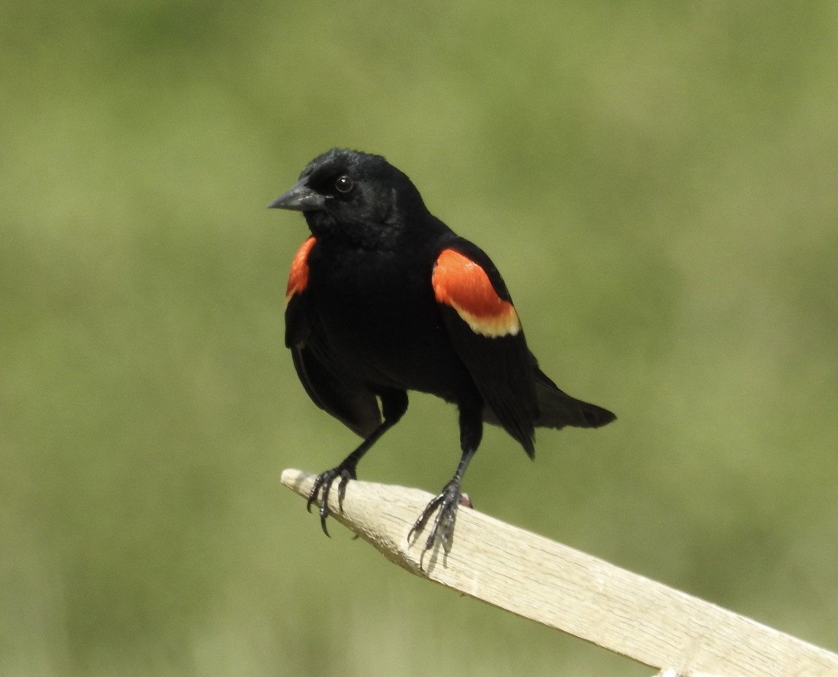 Red-winged Blackbird - Kate Stone